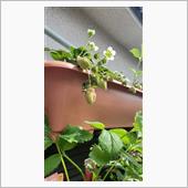 朝日に向かって花咲くイチゴ🍓