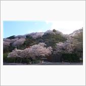 桜とWRX　祐徳稲荷神社 九州
