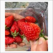 初採れ苺🍓❣️