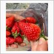 初採れ苺🍓❣️