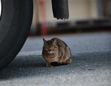 にゃん⑧。