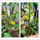 トマト少し大きくなりました🍅