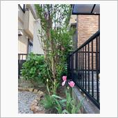 今年も咲きました