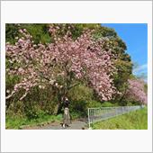 大阪で最も遅咲きの桜？天見廃 ...