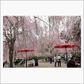 今年の桜の見納めは、高見の郷 ...