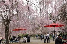 今年の桜の見納めは、高見の郷のしだれ桜