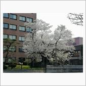 石割桜　　満開！