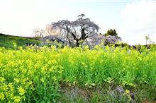 爽快シビック滝桜へ