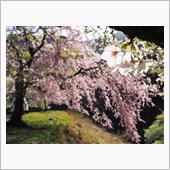 今季最後の桜になるかも…