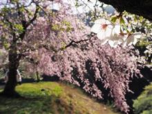 今季最後の桜になるかも…