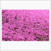 芝桜の咲く川岸