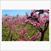 桃の花咲く沿線散歩