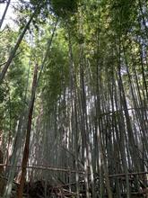 タケノコが出てきたので、、、 タケノコが出てきたので、、、