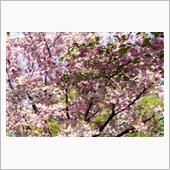 小金井公園 桜シーズン最終盤 ...