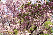 小金井公園 桜シーズン最終盤① 花笠を中心に
