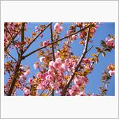 小金井公園 桜シーズン最終盤 ...