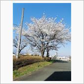 我が家の？標準木が満開に（笑）