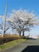 我が家の？標準木が満開に（笑）