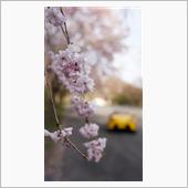 桜巡り