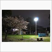 最後の桜