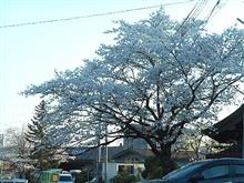 桜見物してきました。