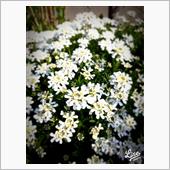 庭の花々、