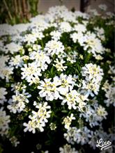 庭の花々、