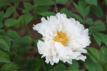 牡丹の開花　白