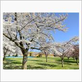 へぇ〜、八戸公園🌸