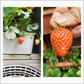 今朝は１粒イチゴ🍓