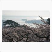 桜が満開。春の松島