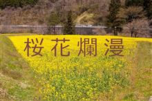 桜花爛漫　