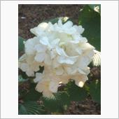 紫陽花、ツツジが咲いてました ...