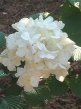 紫陽花、ツツジが咲いてました＼(^o^)／