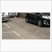 &#39;22 野良猫日記 其の六十六
