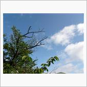 室屋義秀選手の「Fly fo ...