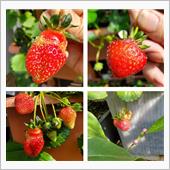 今朝の完熟イチゴ🍓🍓