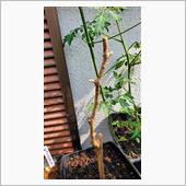 シャインマスカットの芽吹き🌱