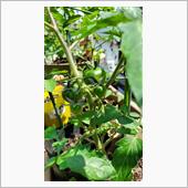 トマトが大きくなってきた🍅