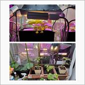 植物育成LED実験結果…