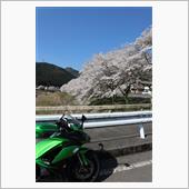 京北にて満開の桜、そして若狭 ...