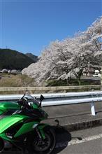 京北にて満開の桜、そして若狭湾、三方五湖まで・・・