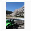 京北にて満開の桜、そして若狭湾、三方五湖まで・・・