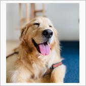 癒し犬