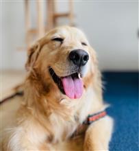 癒し犬