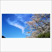 雨のちさくら