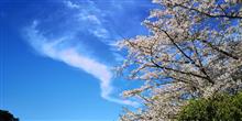 雨のちさくら