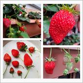 今年一番の大粒イチゴ🍓