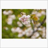 小金井公園 遅咲き桜コレクシ ...