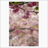 小金井公園 遅咲き桜コレクシ ...